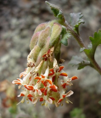 Glumicalyx lesuticus inflorescence